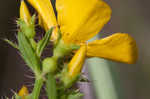 Yellow meadowbeauty